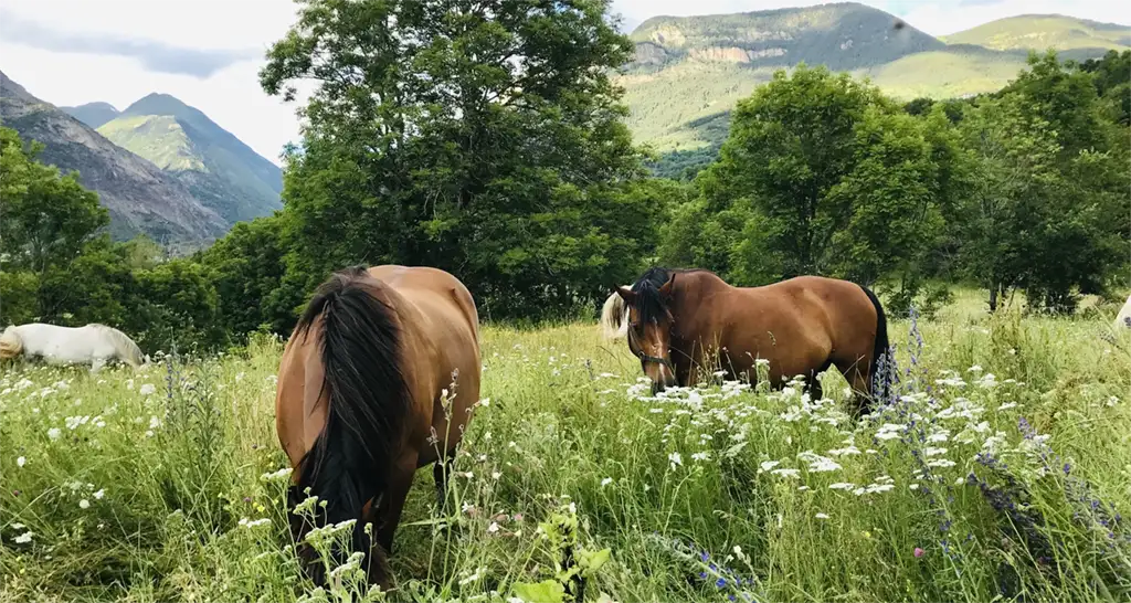 Rutas a caballo en el Pirineo - Benasque